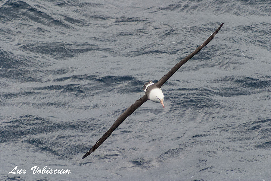 Black browed albatross