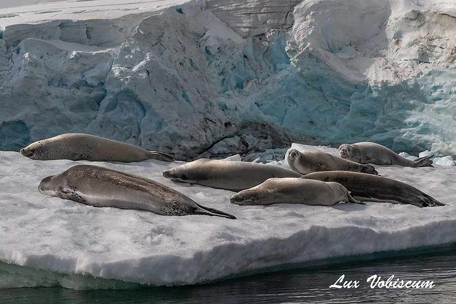 Weddell seals
