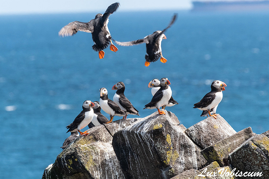 Puffins