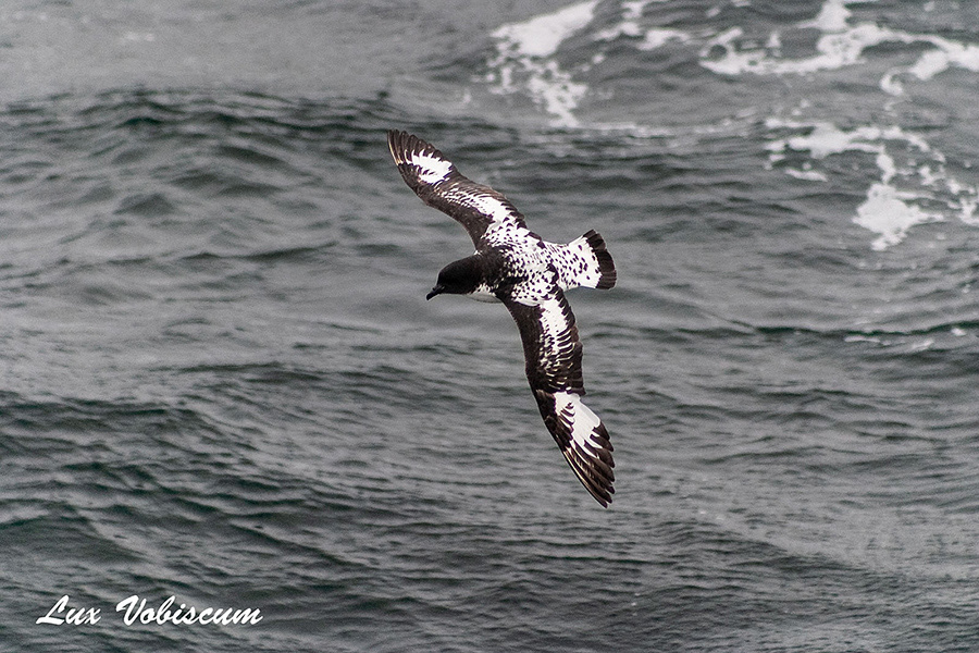 Cape petrel