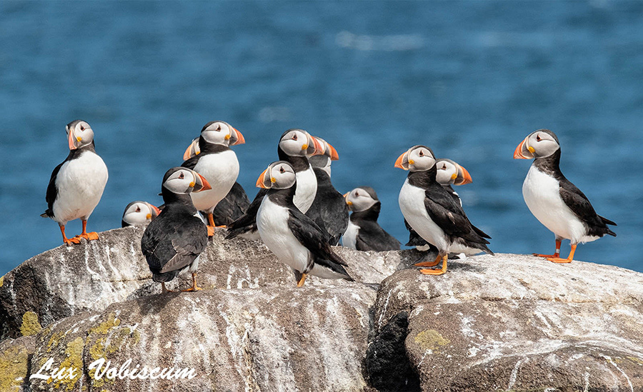 Puffins