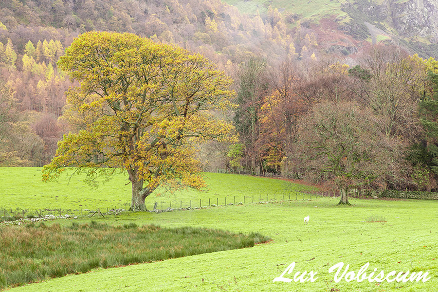Derwentwater trees