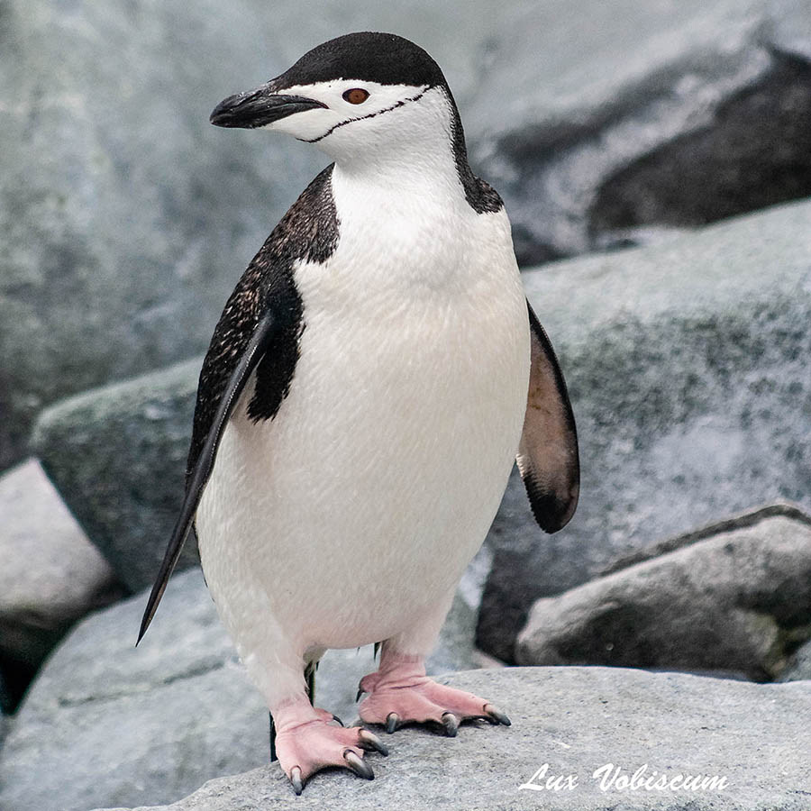 Chinstrap penguin