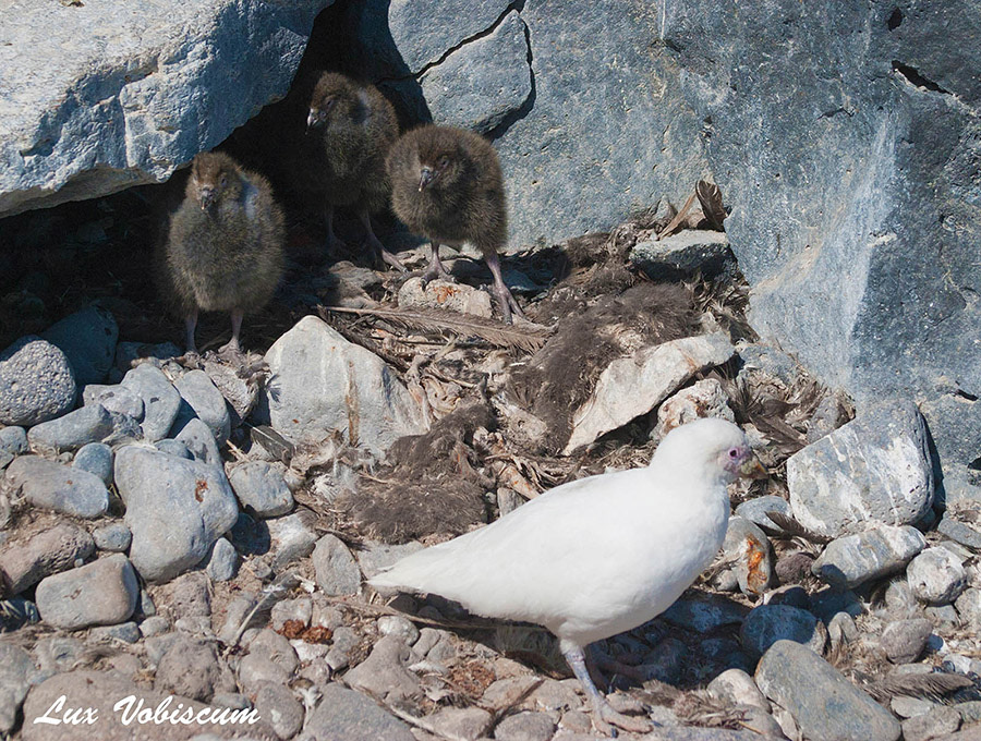 Snowy sheathbill with chicks