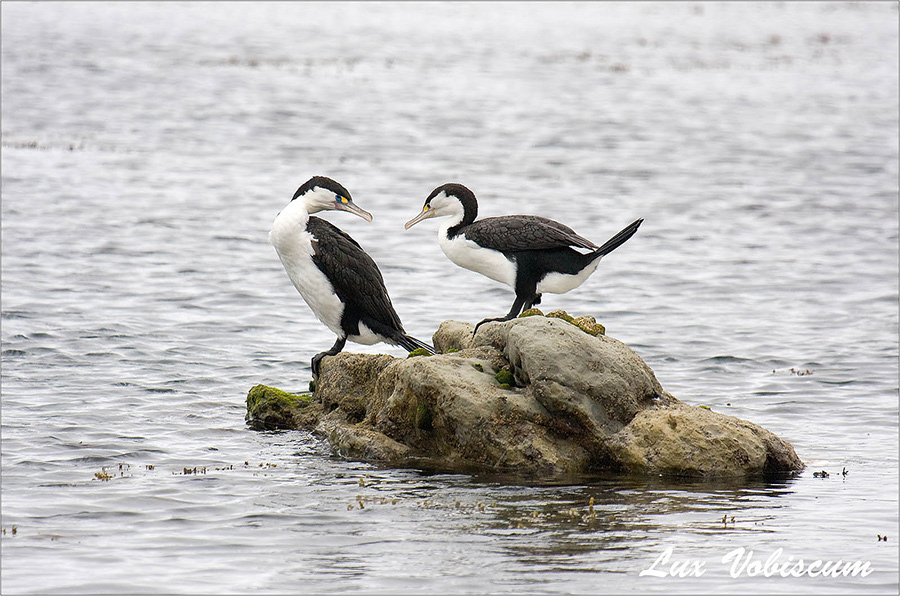 Pied shags