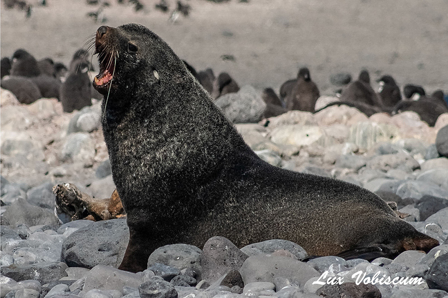 Fur seal