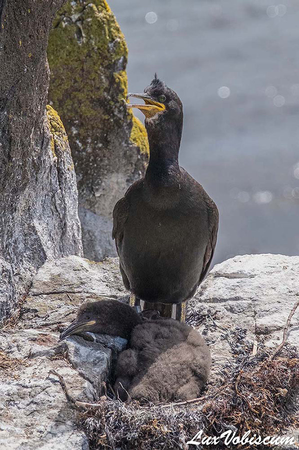 Shag with chick