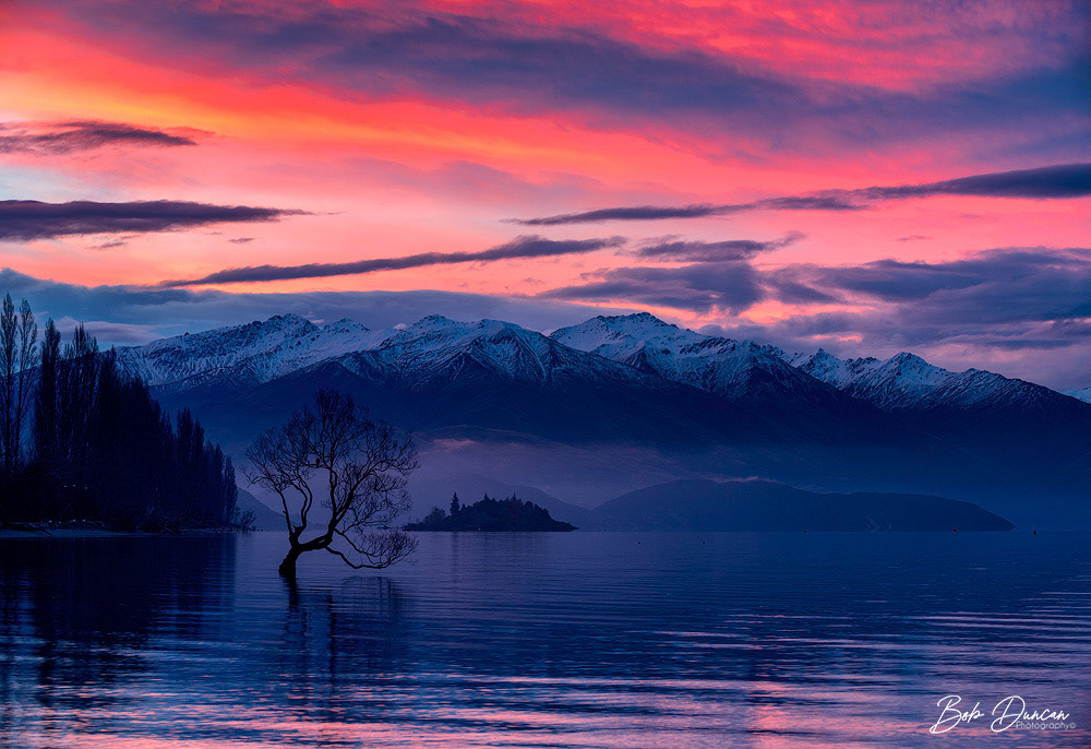 Wanaka Tree Sunset-1204
