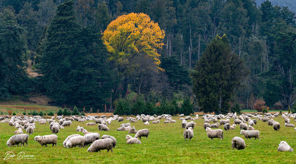 Queenstown Farm-0805