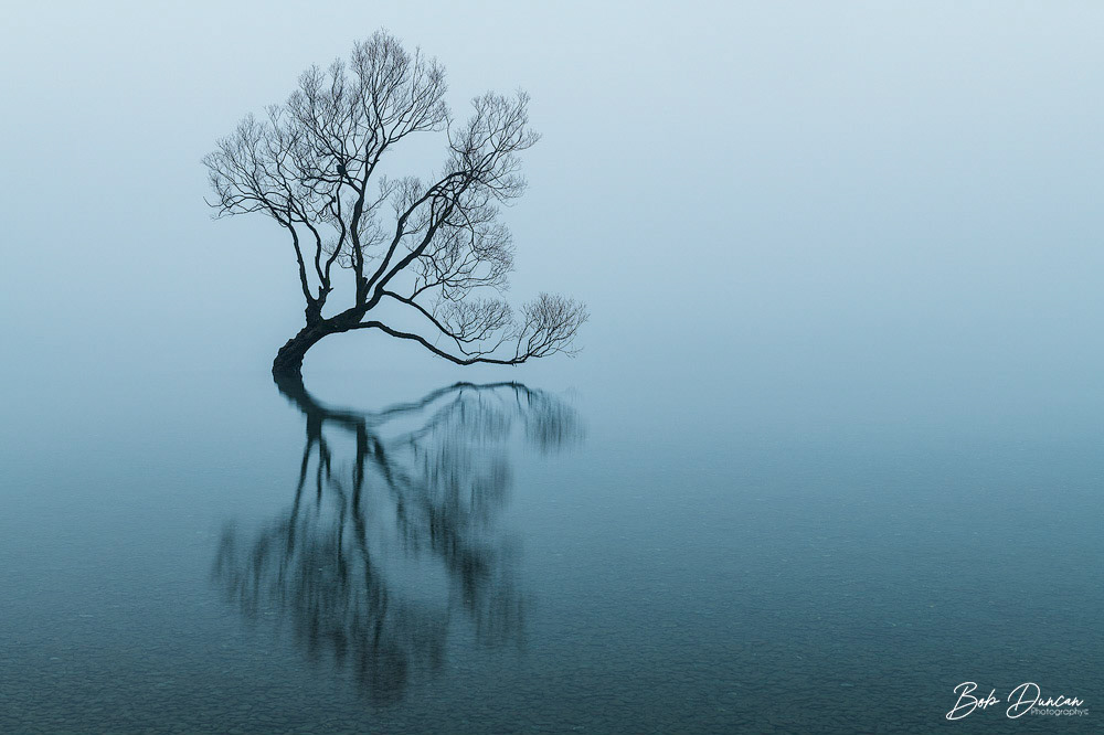 Wanaka Willow Tree in Fog-1239
