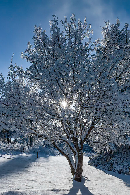 Palouse Sunstar-0256