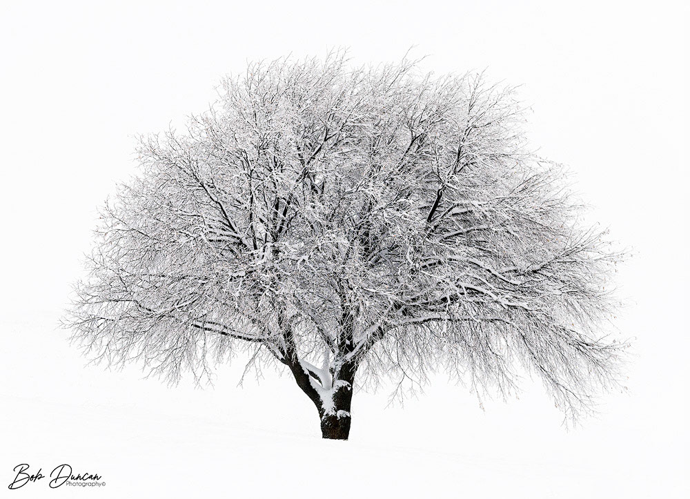 White Out-8490