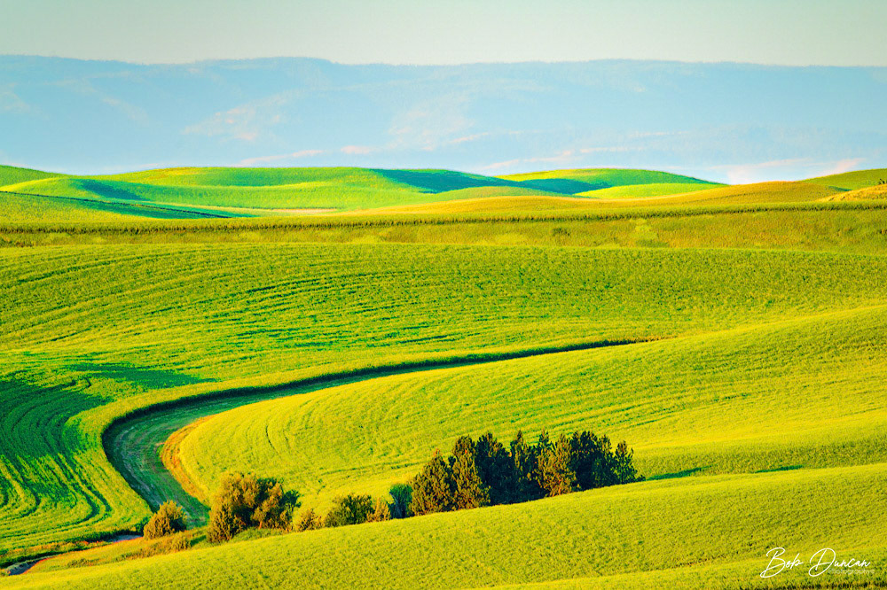 Palouse hills-5295