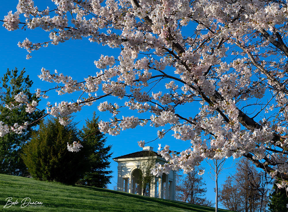 Cherry Blossoms-0603