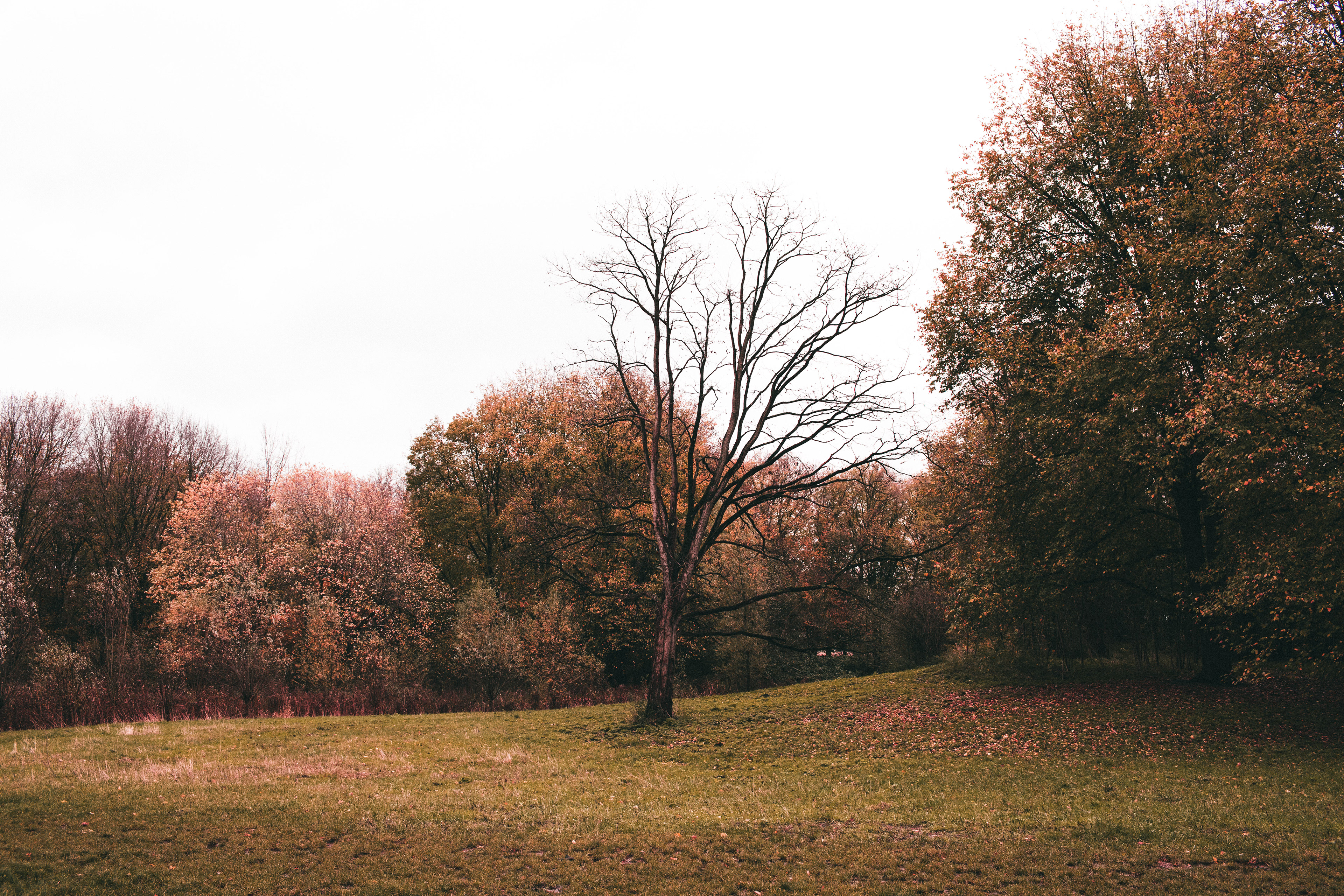 NATURE ARV.