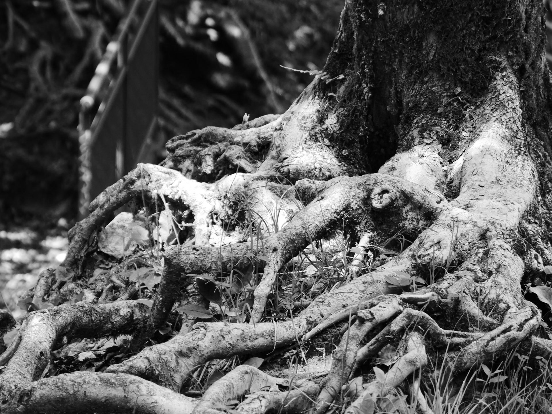 Marie-Agnès Laugier