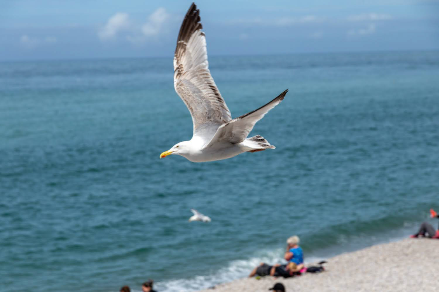 Oiseaux