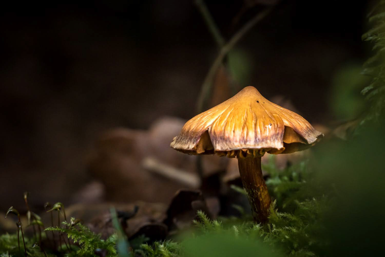Champignon