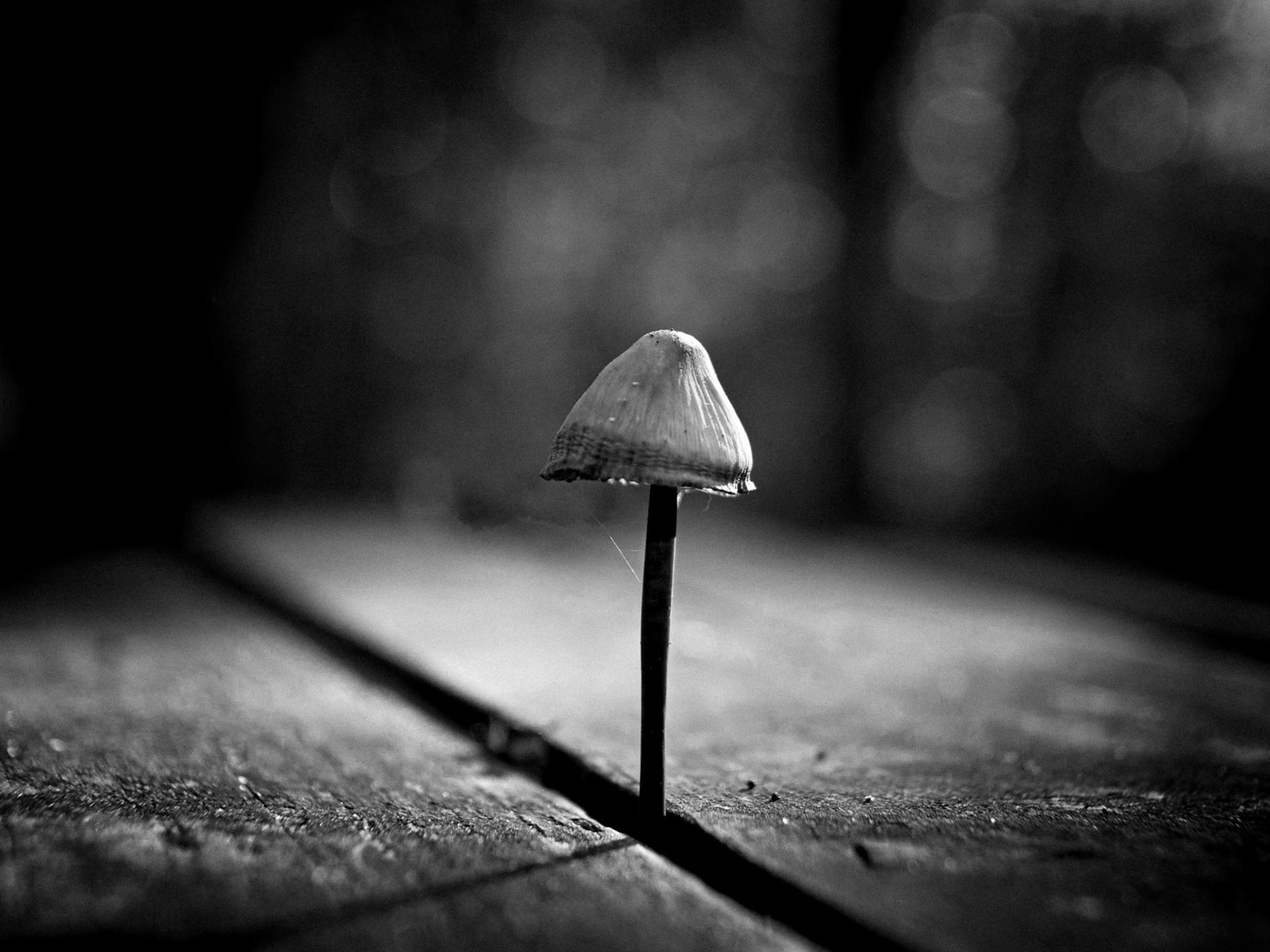 Bruno Jottras