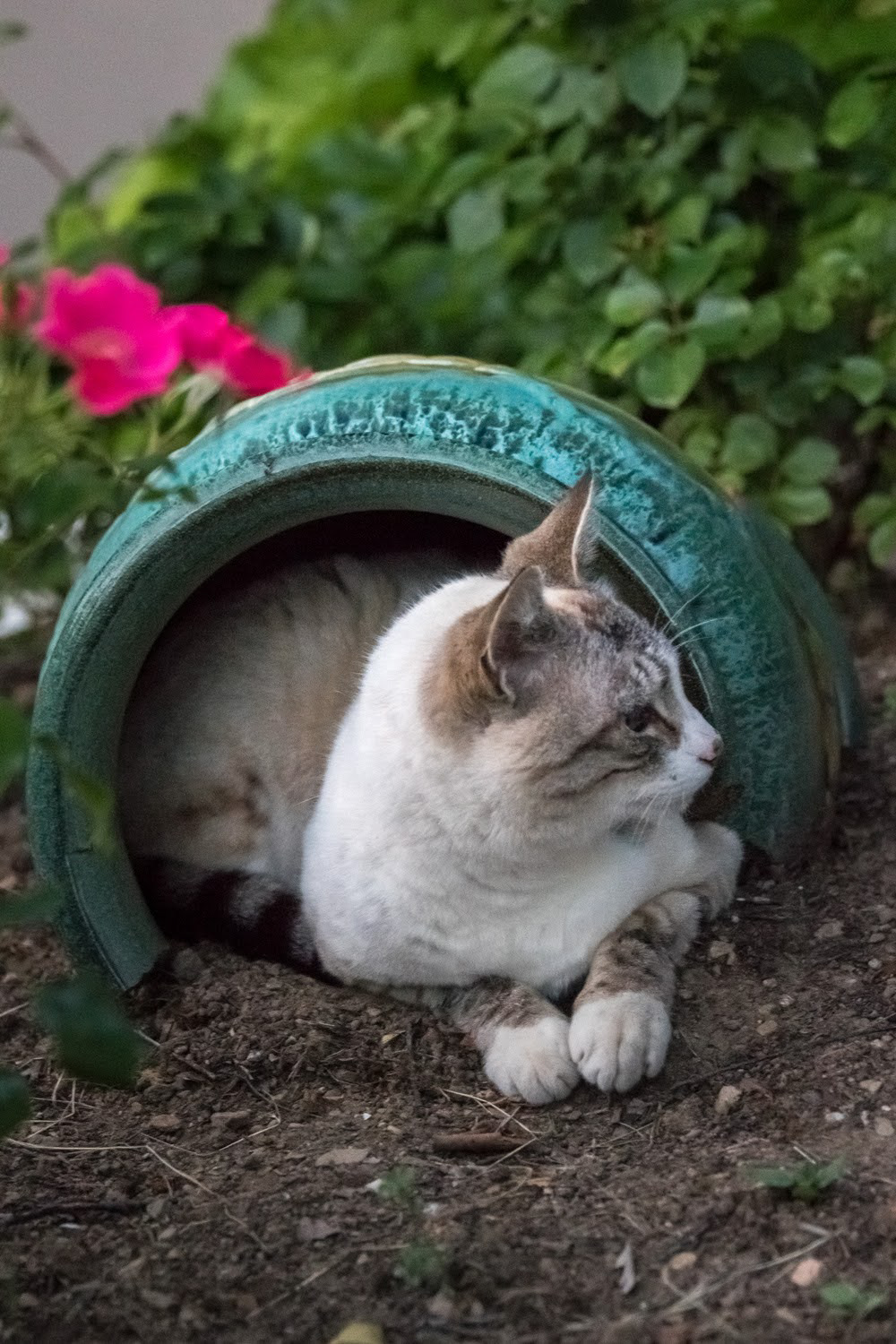 Chat
