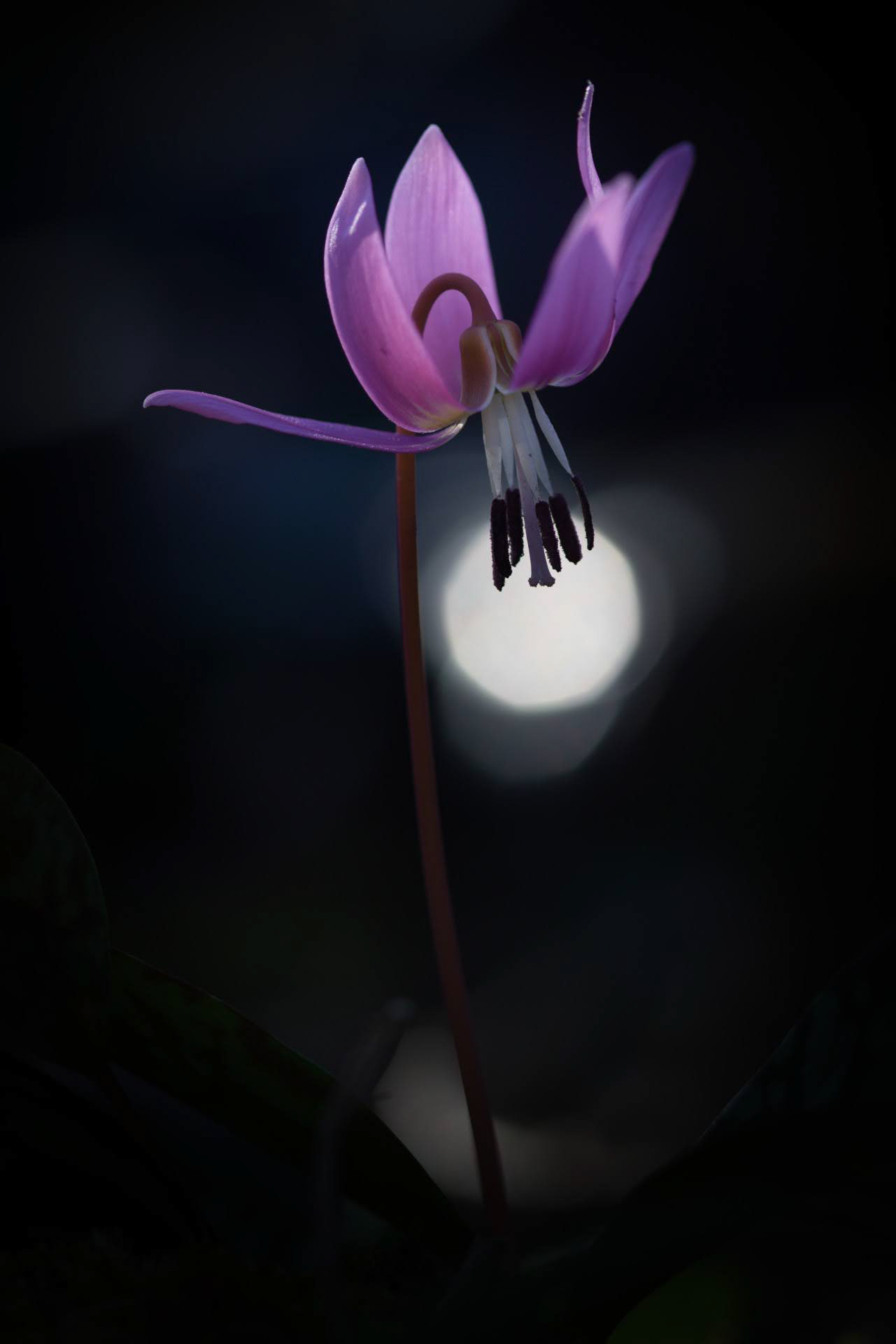 Stage poésie florale