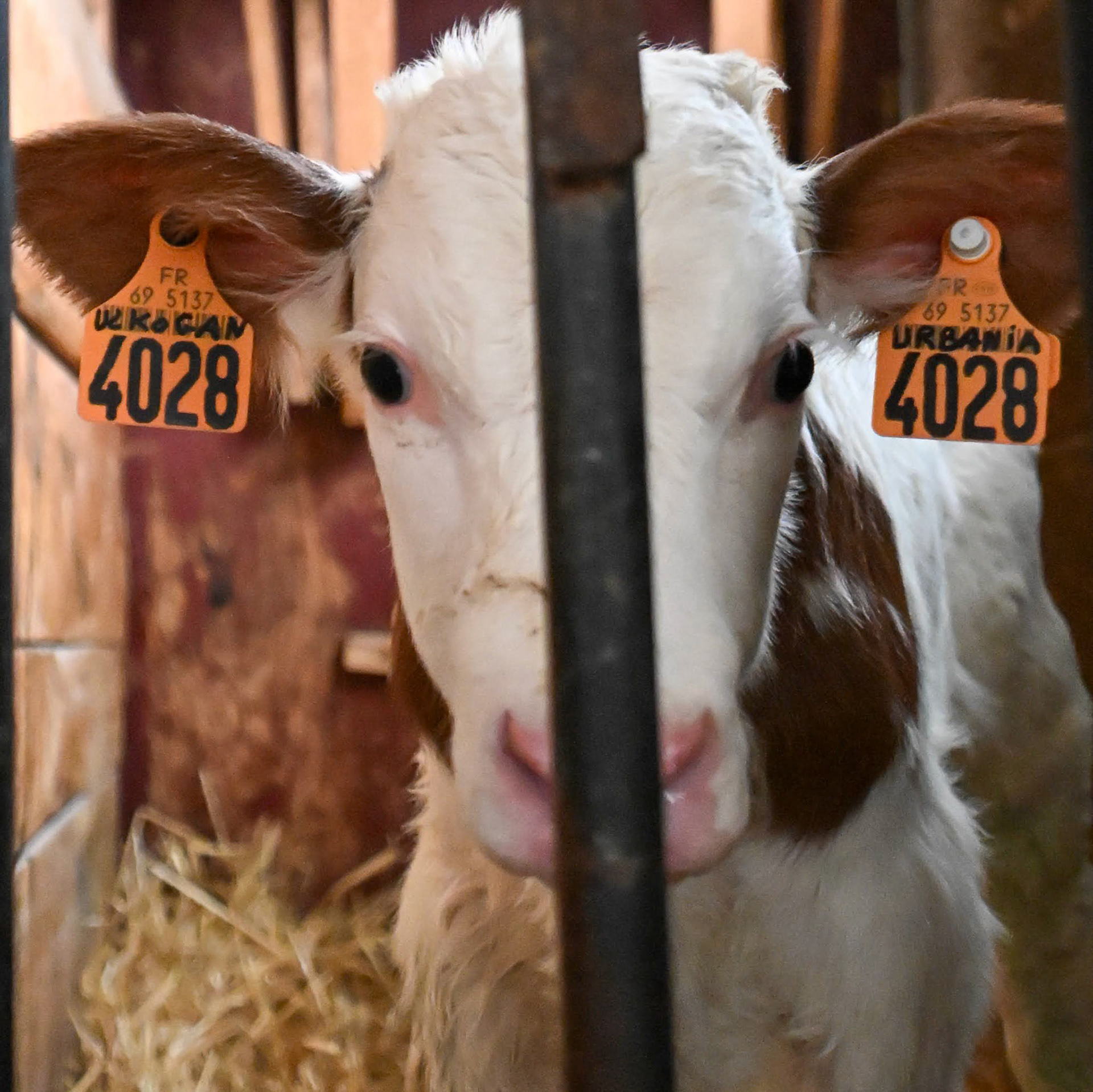 Couper la poire en deux - Pascaline