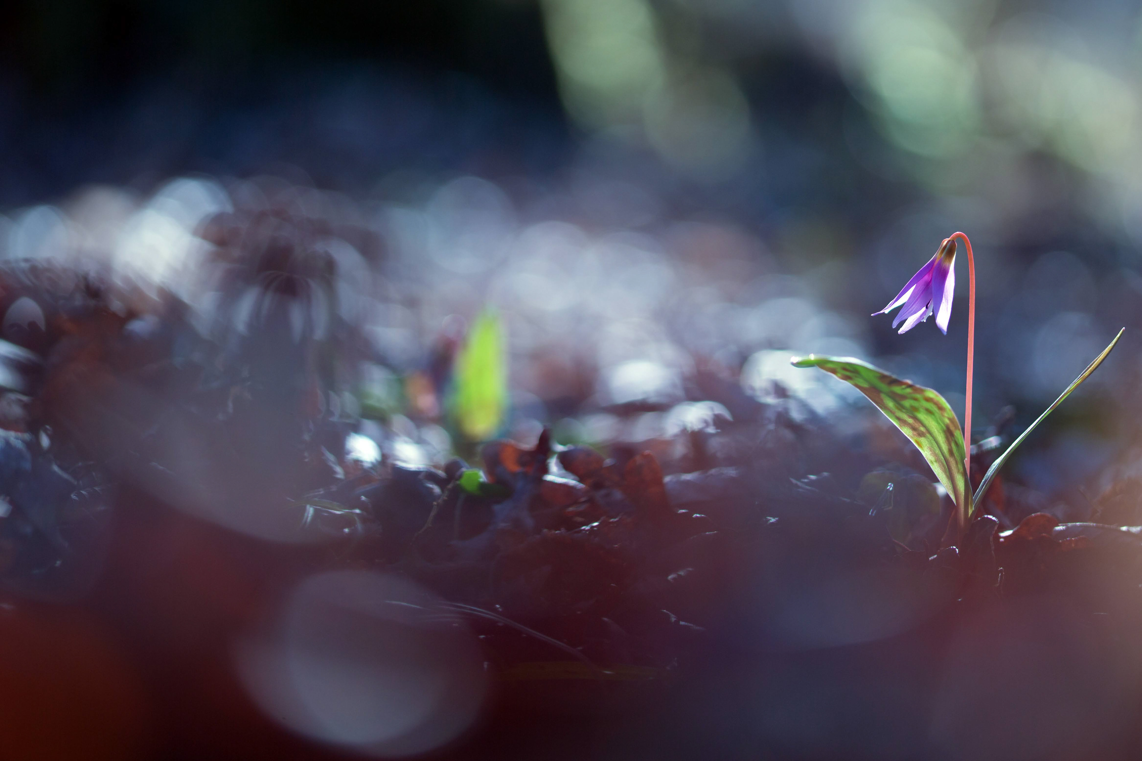 Stage poésie florale