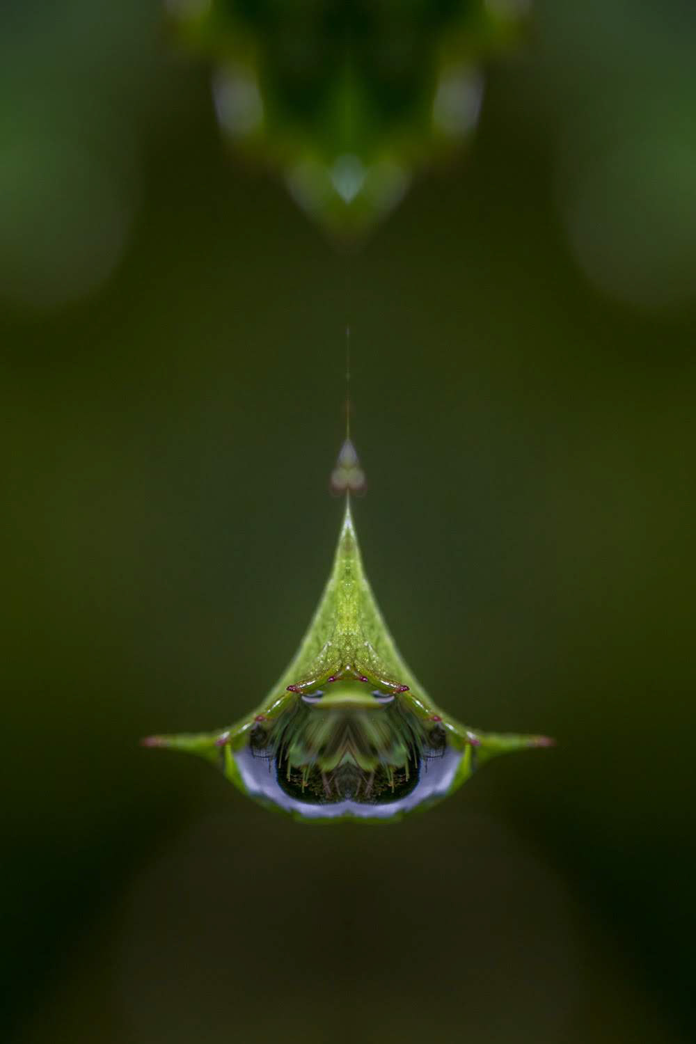 Goutte
