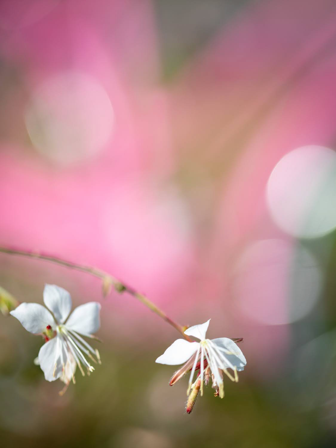 Octobre rose