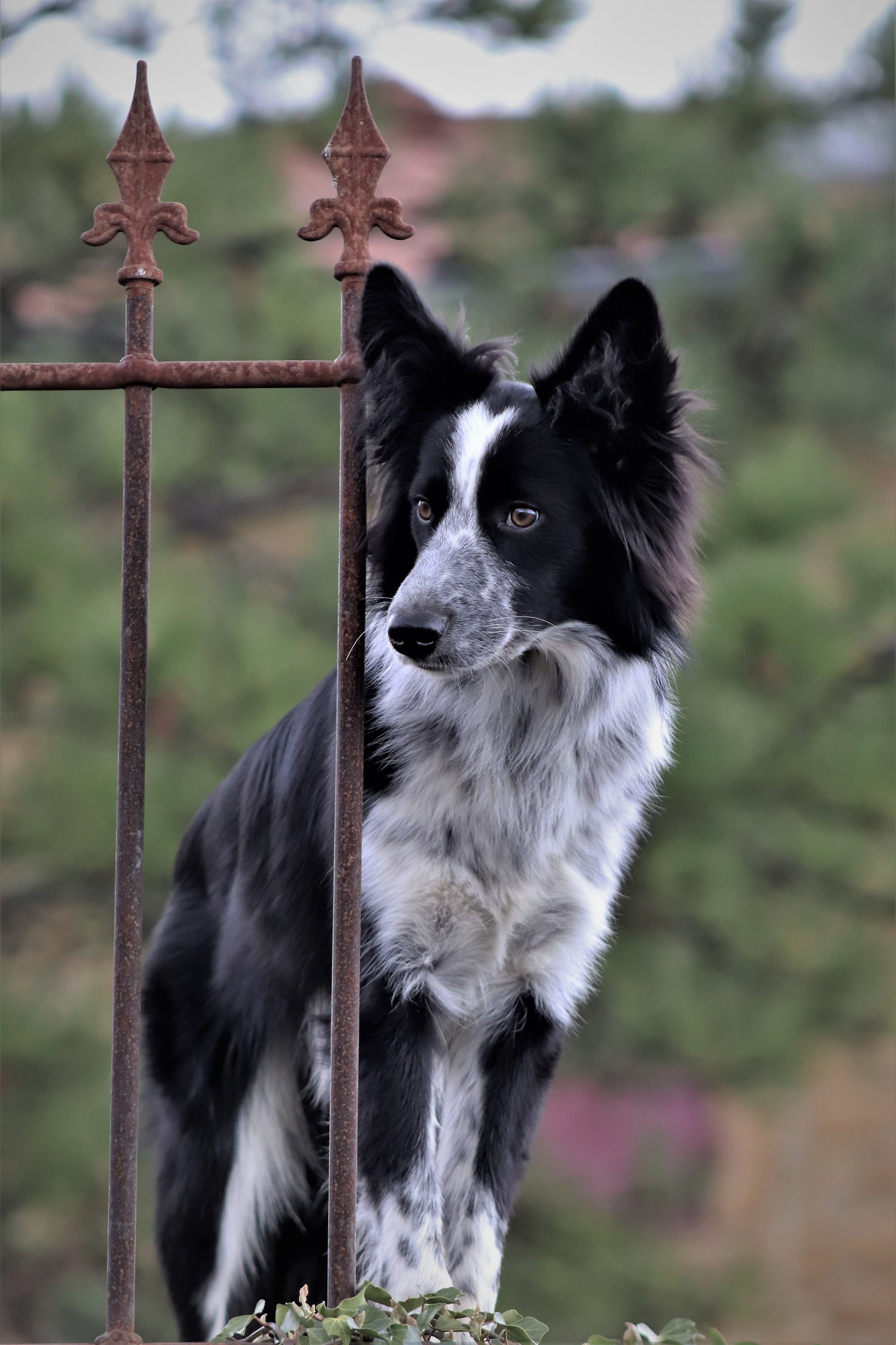 Animaux - Yvonne Staerck