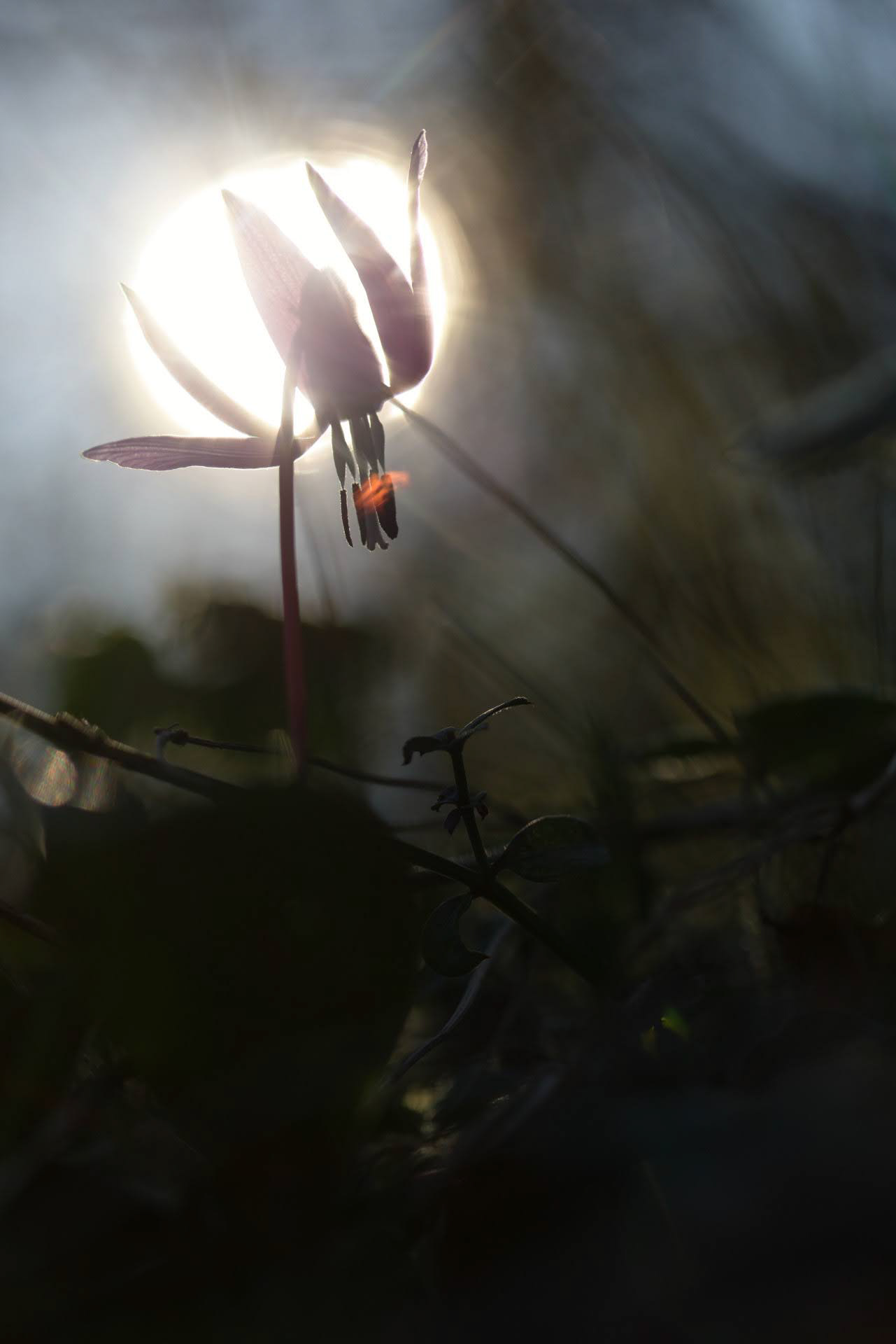 Stage poésie florale