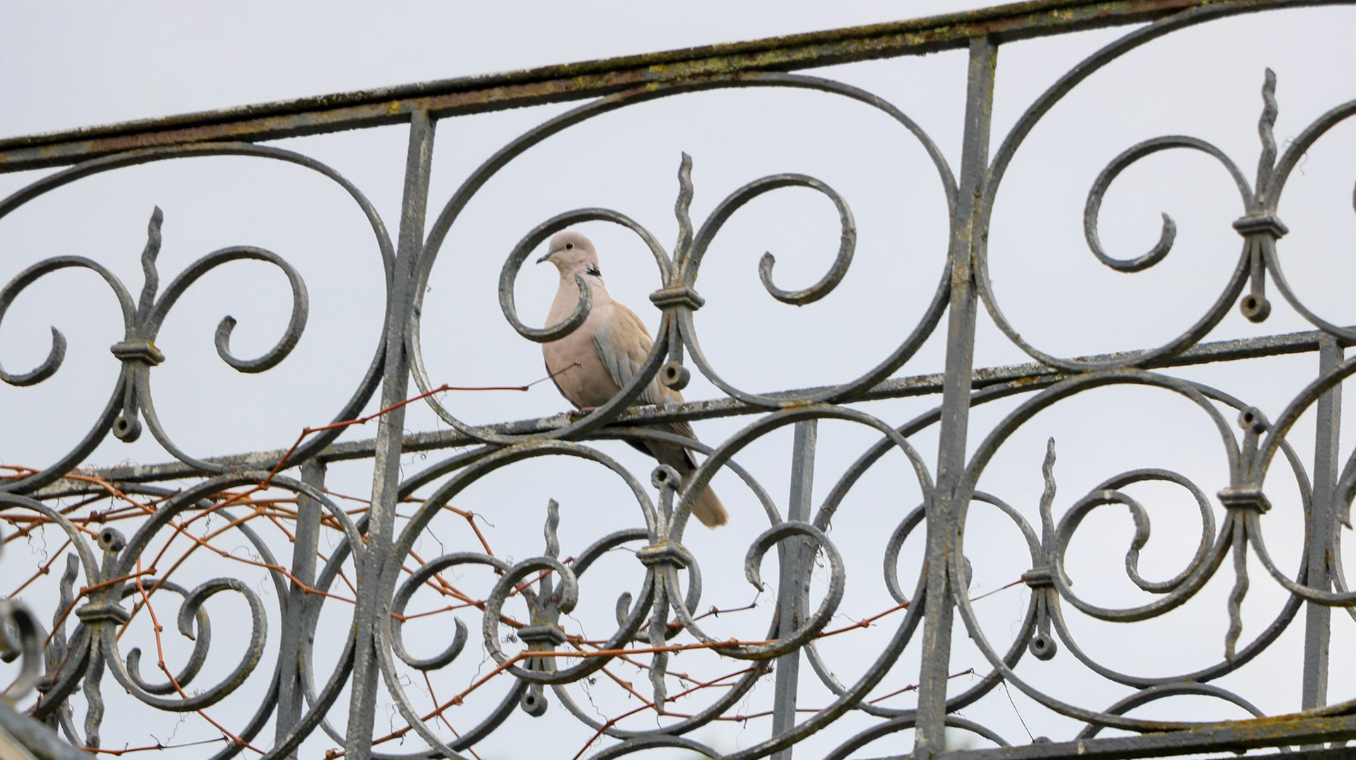 Etre complètement barré - Corinne