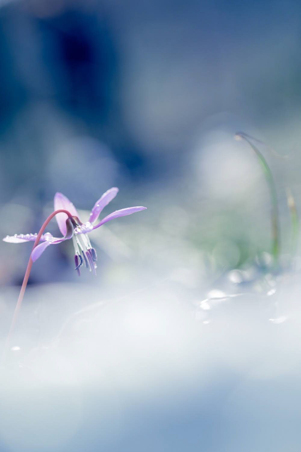 Stage poésie florale