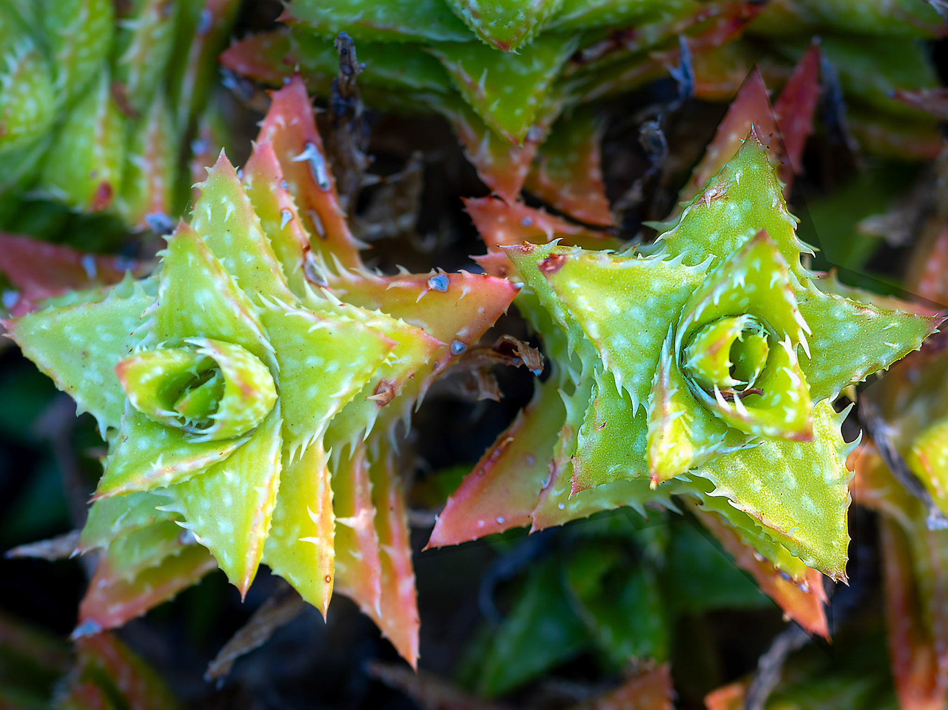 Jean-Pierre Delhomme