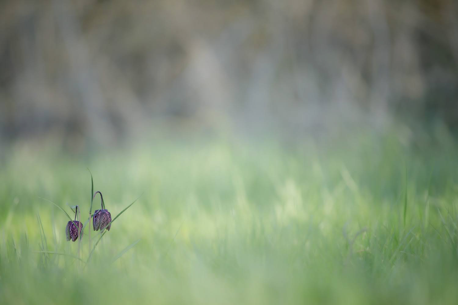 Stage poésie florale
