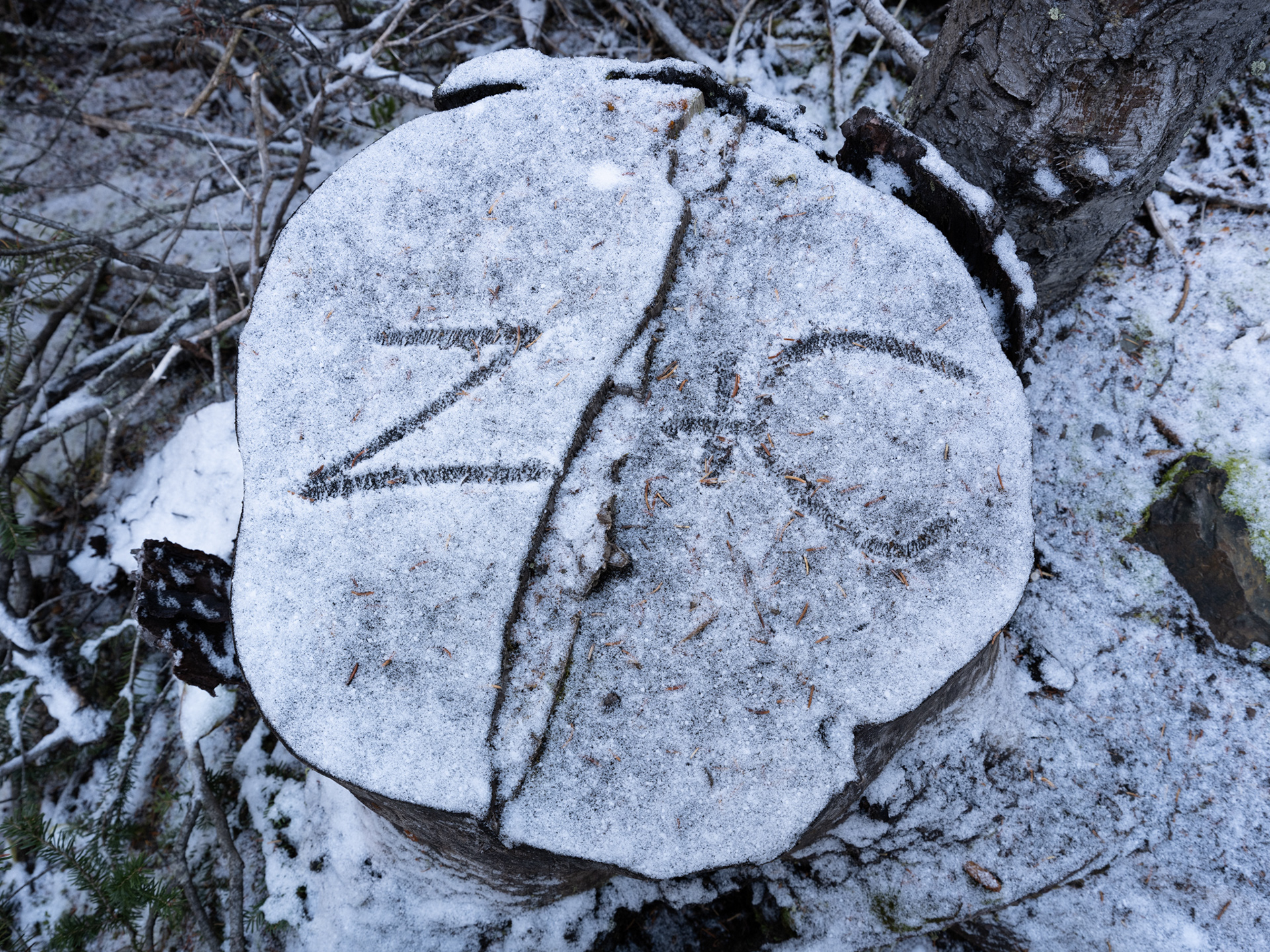 Zach's stump art!