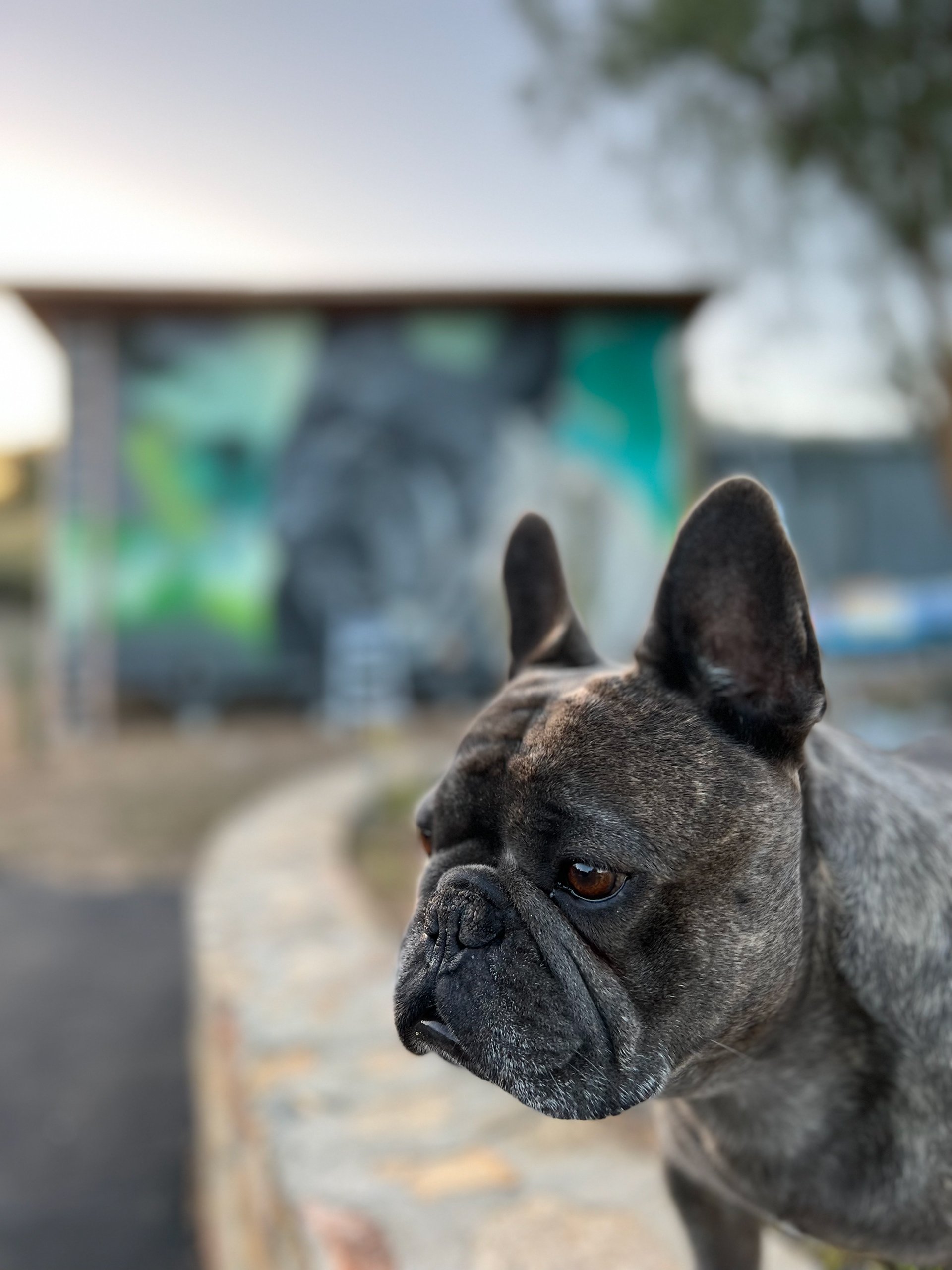 Picture of Atlas the Frenchi