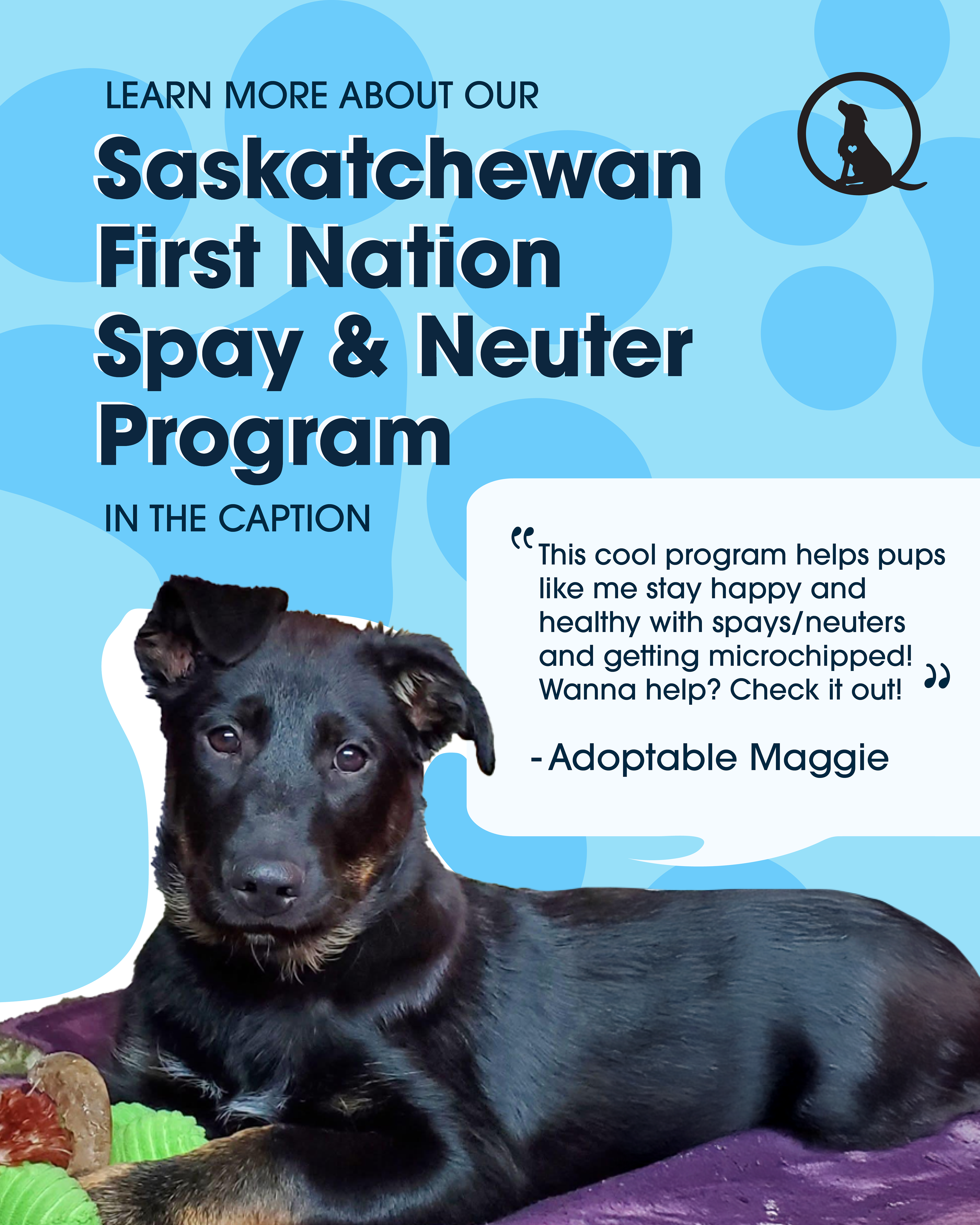 Spay & Neuter Program Infographic