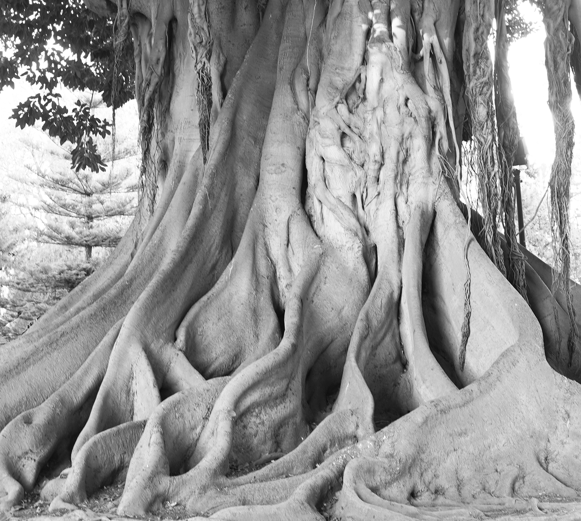 Vaig anar a la soca i es va fer una muntanya... plena també, de torrents d'aigua clara.