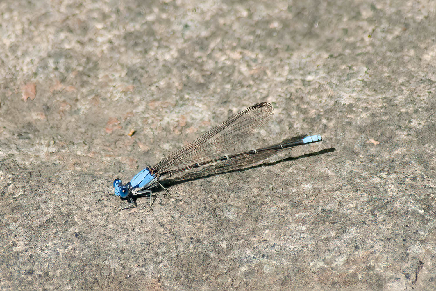 Blue-ringed Dancer (Argia sedula) Male