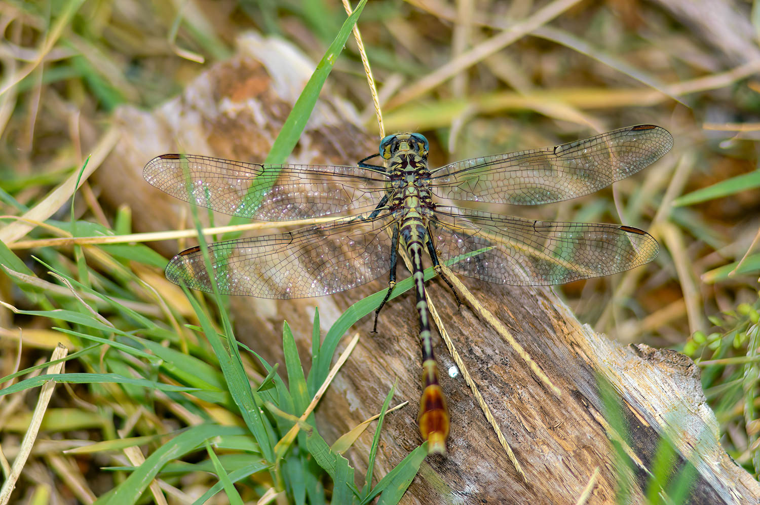 Flag-tailed Spinyleg (Dromogomphus spoliatus)