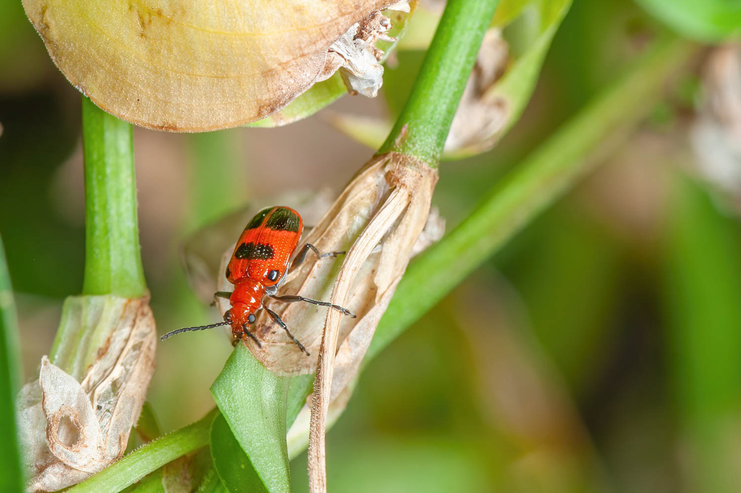 Six-spotted Neolema (Neolema sexpunctata)