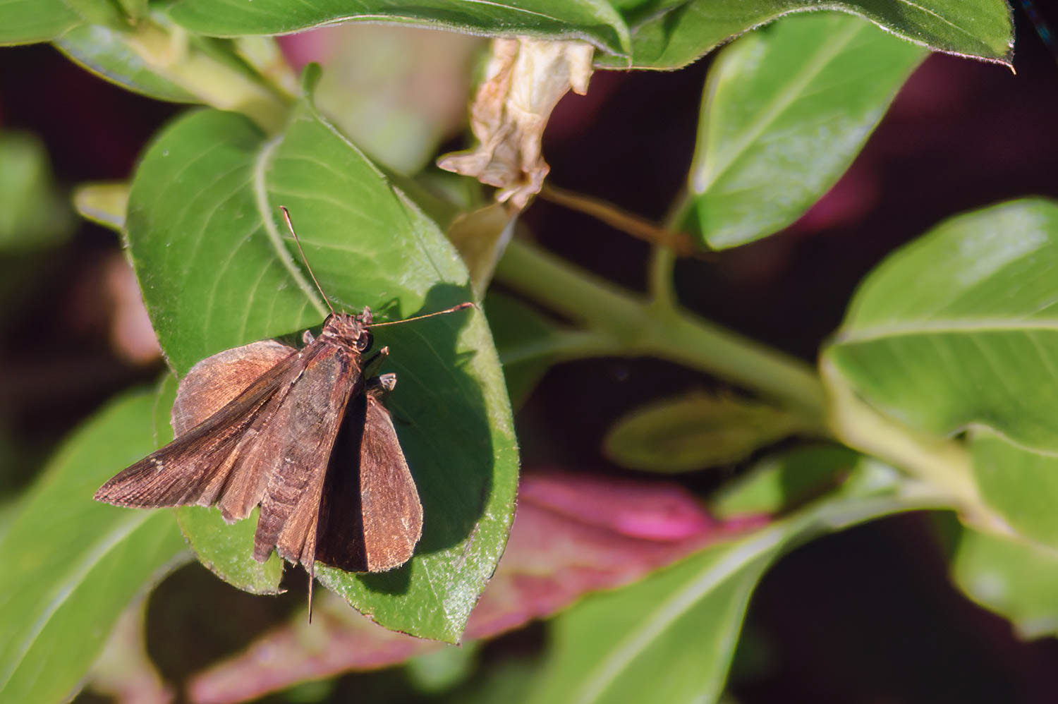 Dun Skipper Euphyes vestris