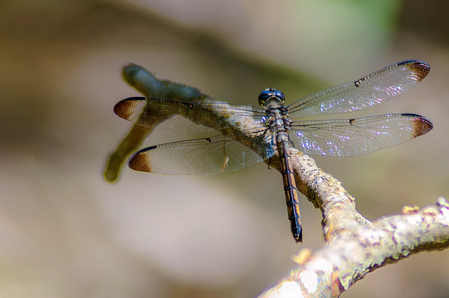 Slaty Skimmer (Libellula incesta) Female