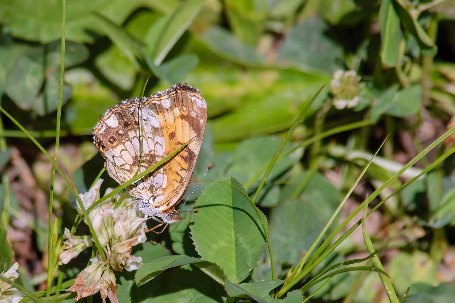 Silvery Checkerspot (Chlosyne nycteis)