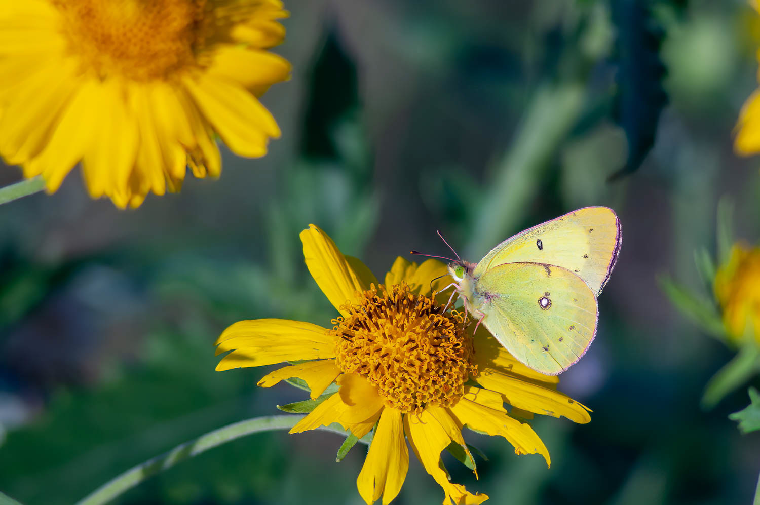 Clouded Sulphur (Colias philodice)