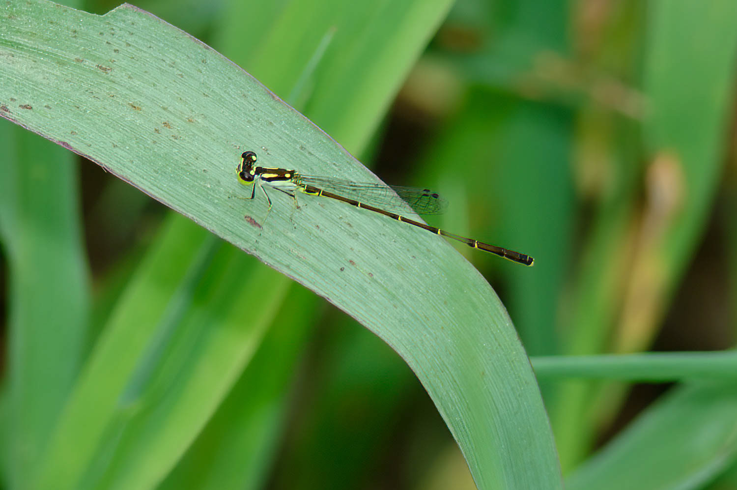 Fragile Forktail (Ischnura posita)Fragile Forktail (Ischnura posita)