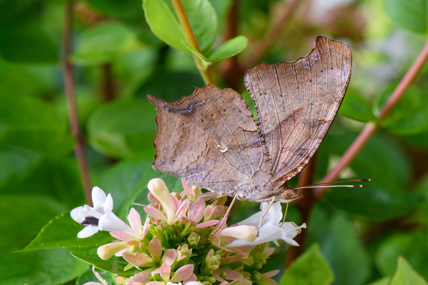 Question Mark Butterfly (Polygonia interrogationis)