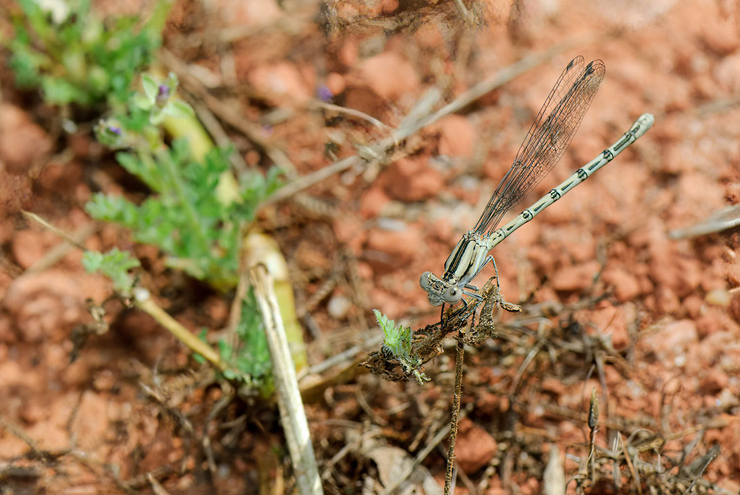 Aztec Dancer (Argia nahuana)