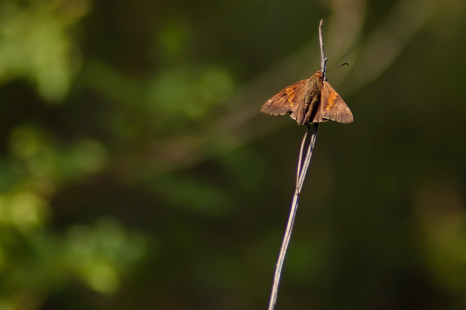 Silver-spotted Skipper (Epargyreus clarus)